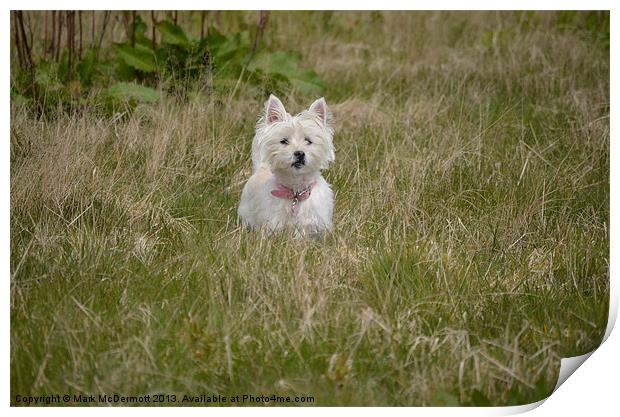 Daisy hiding in the grass Print by Mark McDermott