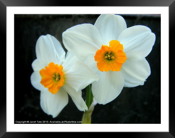 Narcissus, soft focus Framed Mounted Print by Janet Tate