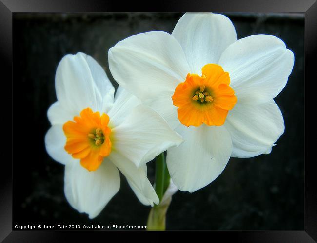 Narcissus, soft focus Framed Print by Janet Tate