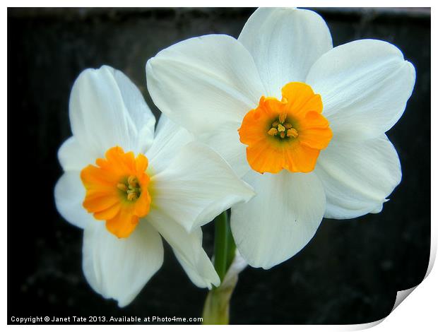 Narcissus, soft focus Print by Janet Tate