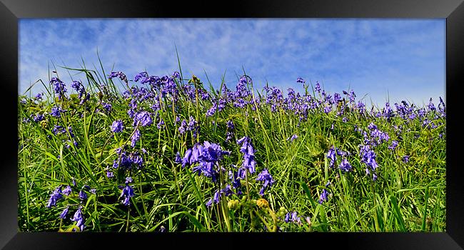 Bluebells Framed Print by barbara walsh