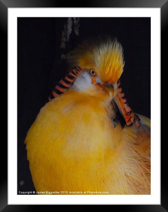 Golden Pheasant Framed Mounted Print by J Biggadike