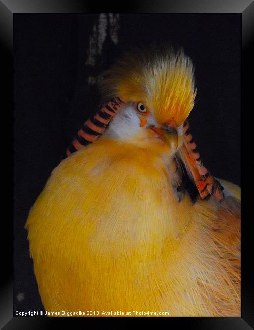 Golden Pheasant Framed Print by J Biggadike