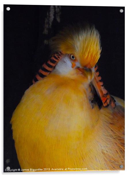 Golden Pheasant Acrylic by J Biggadike