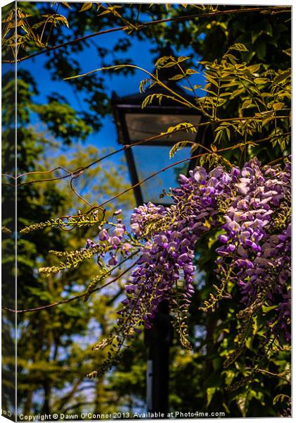 Wisteria Canvas Print by Dawn O'Connor