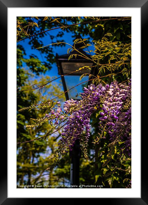 Wisteria Framed Mounted Print by Dawn O'Connor