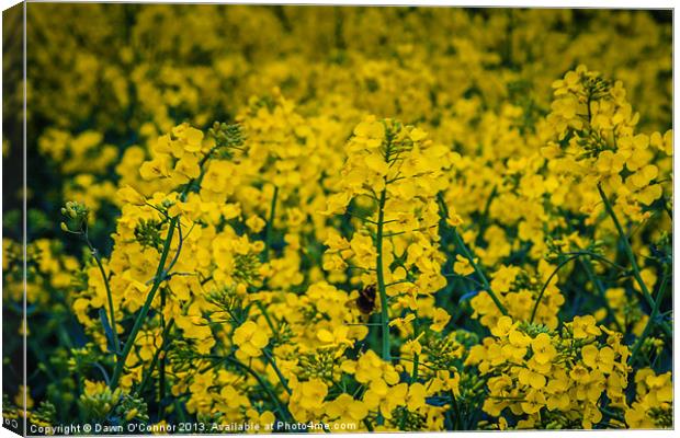 Rapeseed Canvas Print by Dawn O'Connor