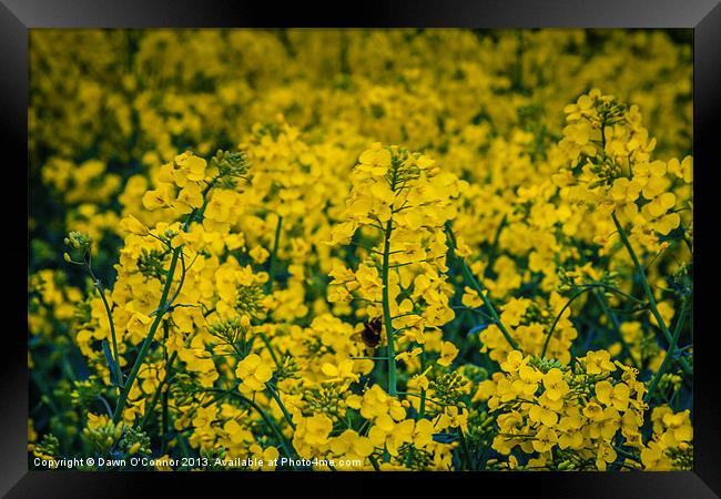 Rapeseed Framed Print by Dawn O'Connor