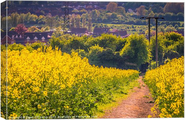 The Yellow Path Canvas Print by Dawn O'Connor
