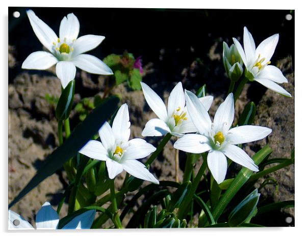 1498-white flowers Acrylic by elvira ladocki