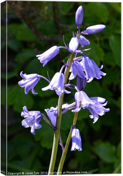 Bluebell Canvas Print by Janet Tate