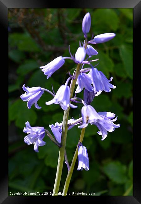 Bluebell Framed Print by Janet Tate