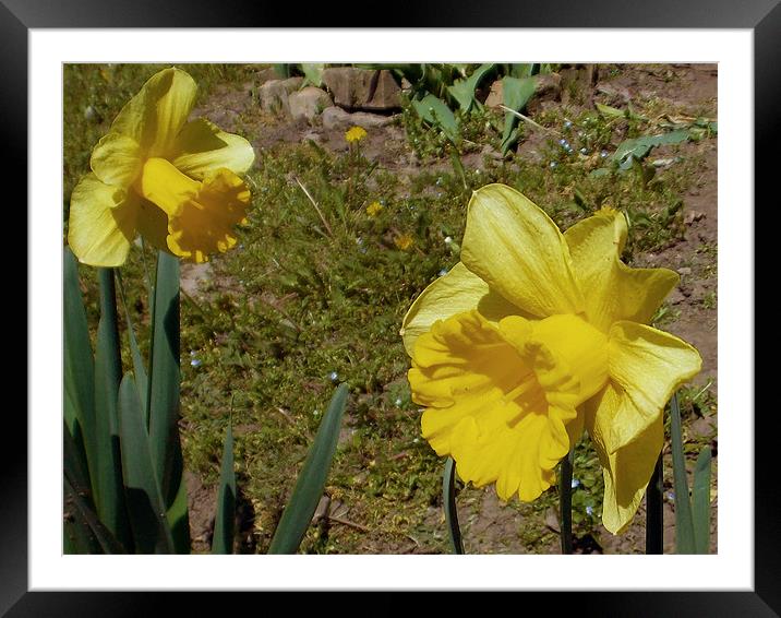 1508+yellow narcissus Framed Mounted Print by elvira ladocki