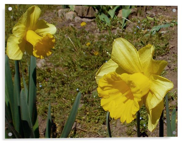 1508+yellow narcissus Acrylic by elvira ladocki