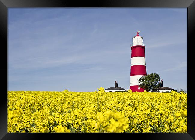 Happisburgh Lighthouse Fields of Gold Framed Print by Paul Macro