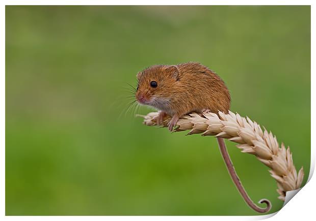 Harvest Mouse Print by Val Saxby LRPS