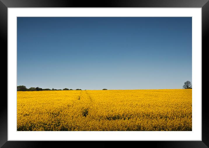 Field of Gold Framed Mounted Print by Steve Purnell