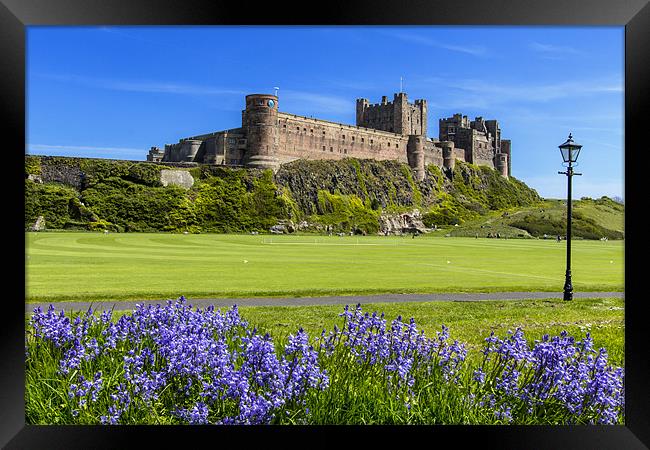 Bamburgh and Bluebells Framed Print by Northeast Images