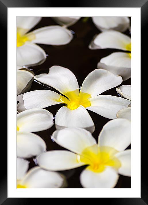 White floating flower of Maldives Framed Mounted Print by Andrew Lee