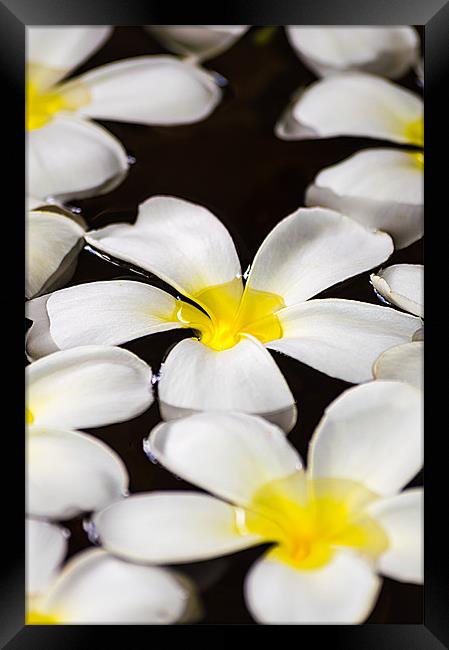 White floating flower of Maldives Framed Print by Andrew Lee