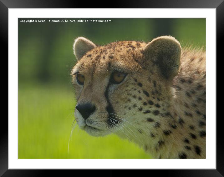 Cheetah Framed Mounted Print by Sean Foreman
