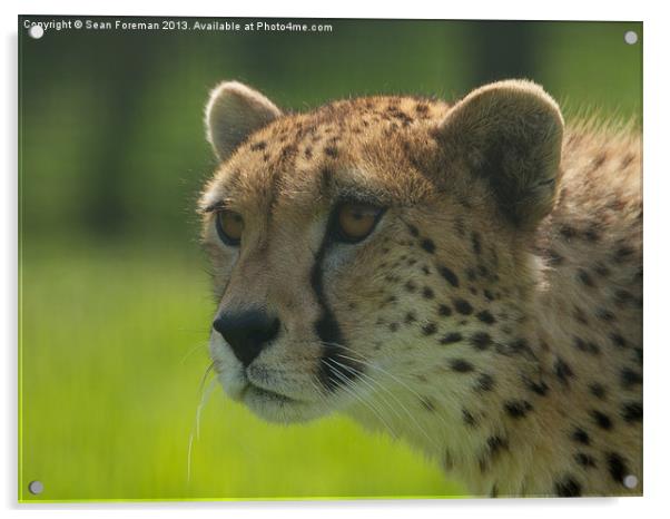 Cheetah Acrylic by Sean Foreman