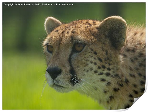 Cheetah Print by Sean Foreman