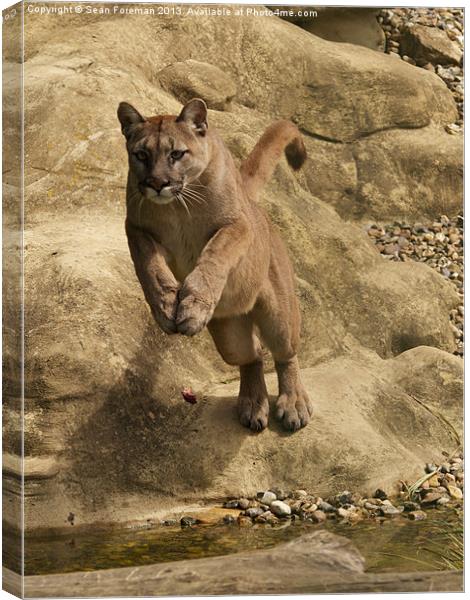 Leap of the Puma Canvas Print by Sean Foreman