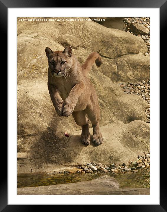 Leap of the Puma Framed Mounted Print by Sean Foreman
