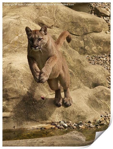 Leap of the Puma Print by Sean Foreman