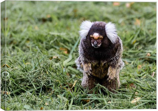 Foraging Marmoset Canvas Print by Andrew Lee
