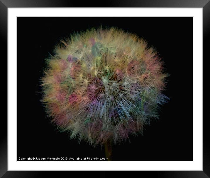 MY PRETTY DANDELION Framed Mounted Print by Jacque Mckenzie
