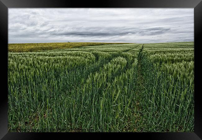 grain field tracks Framed Print by Jo Beerens