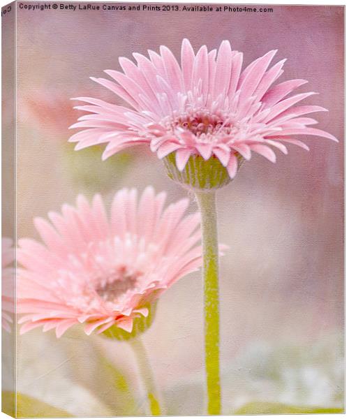Delightfully Pink Canvas Print by Betty LaRue