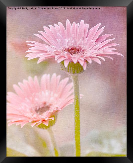 Delightfully Pink Framed Print by Betty LaRue