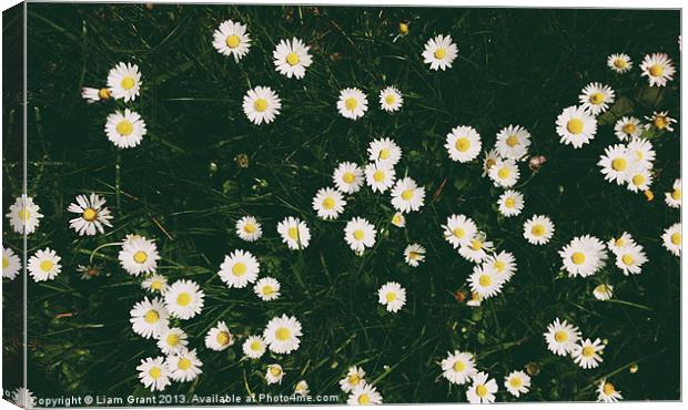 Daisies among grass. Norfolk, UK. Canvas Print by Liam Grant