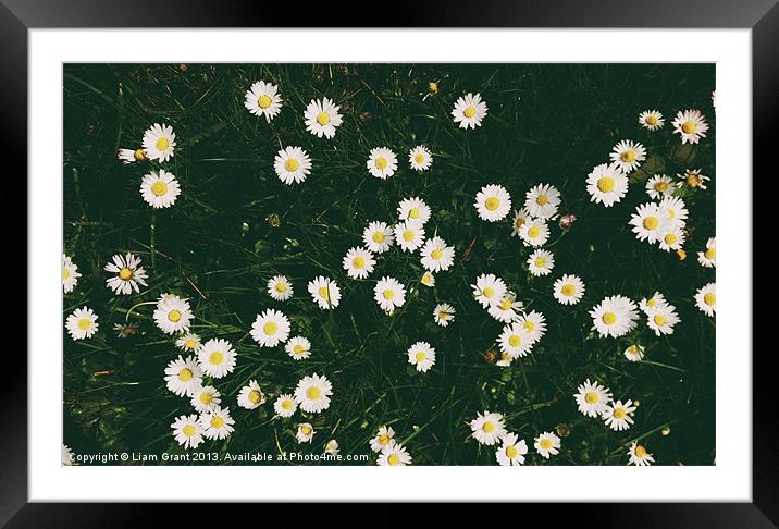 Daisies among grass. Norfolk, UK. Framed Mounted Print by Liam Grant