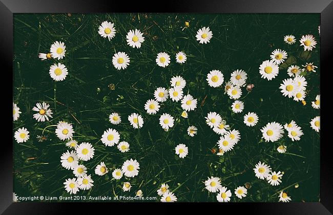 Daisies among grass. Norfolk, UK. Framed Print by Liam Grant