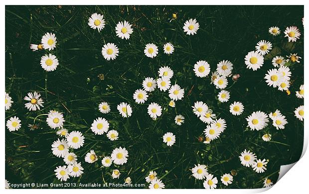 Daisies among grass. Norfolk, UK. Print by Liam Grant