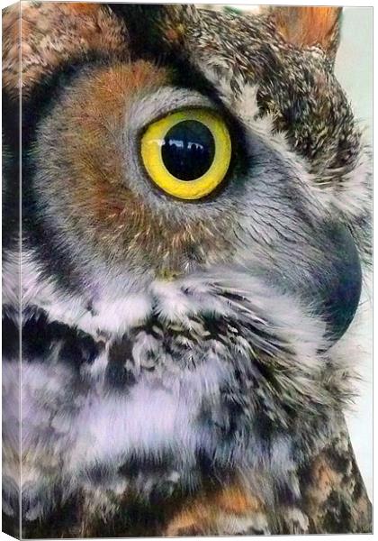 Owl, Bird of Prey Canvas Print by Andy Evans Photos