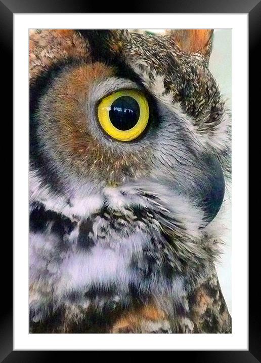 Owl, Bird of Prey Framed Mounted Print by Andy Evans Photos
