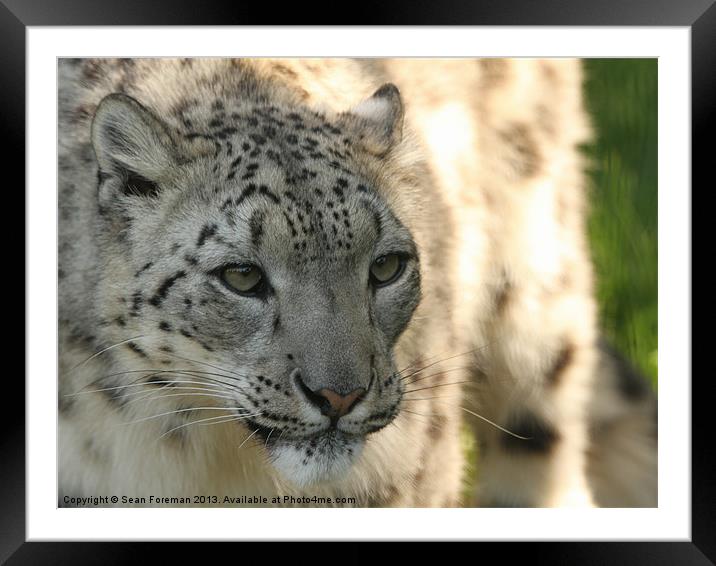 Enchanting Snow Leopard Framed Mounted Print by Sean Foreman