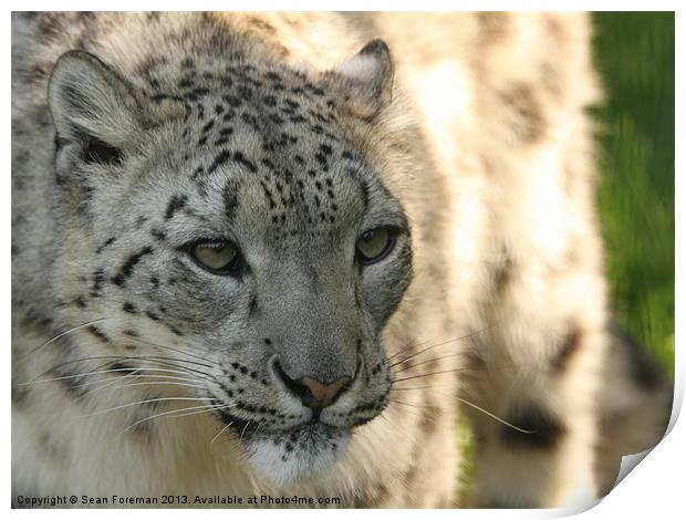 Enchanting Snow Leopard Print by Sean Foreman