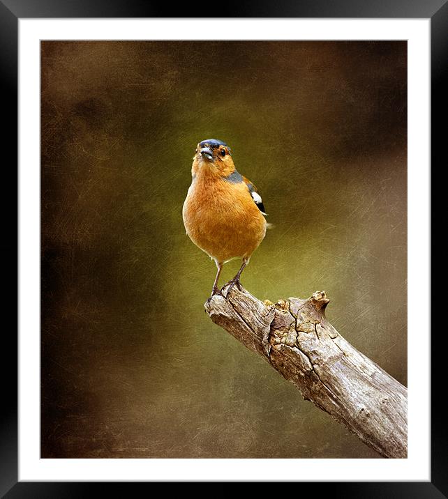 Chaffinch Framed Mounted Print by clint hudson