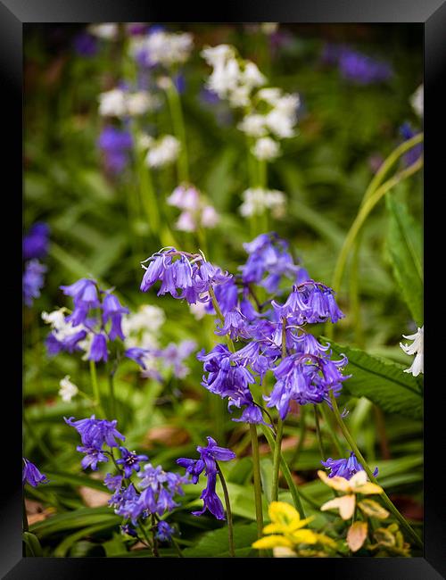 Blue and White bells Framed Print by Mark Llewellyn