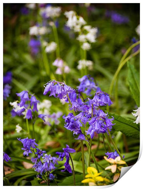 Blue and White bells Print by Mark Llewellyn