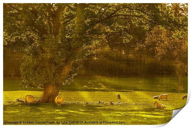 Pastoral Scene with Sheep Print by Tylie Duff Photo Art