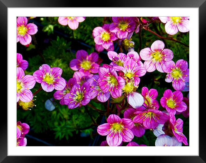 pink flowers Framed Mounted Print by elvira ladocki