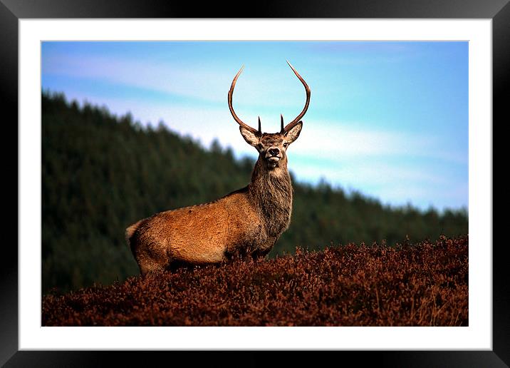 Prince of the Glens Framed Mounted Print by Macrae Images