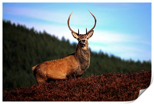Prince of the Glens Print by Macrae Images